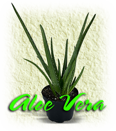 Aloe Vera