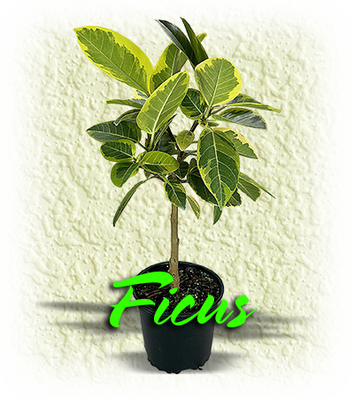 Ficus
