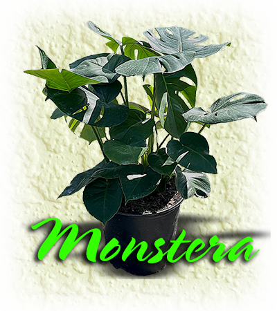 Monstera