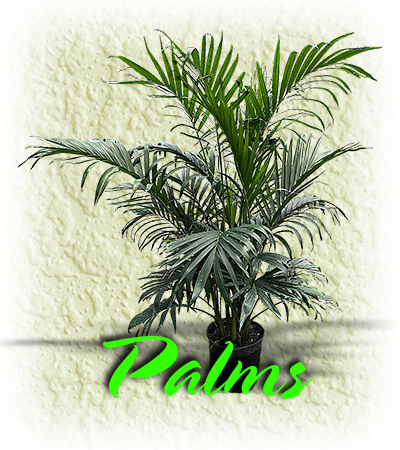 Palms