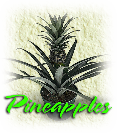 Pineapples