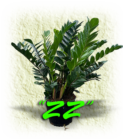 Zamioculcas Zamiifolia