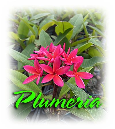 Plumeria